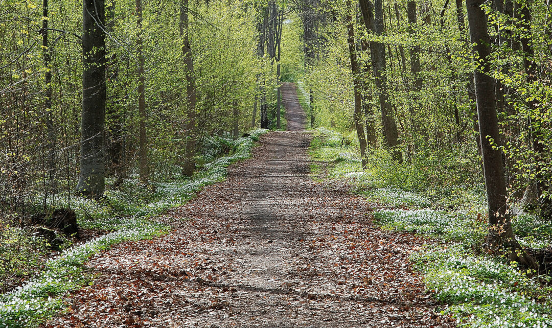 Vei gjennom vårskogen av Tormod Fredriksen