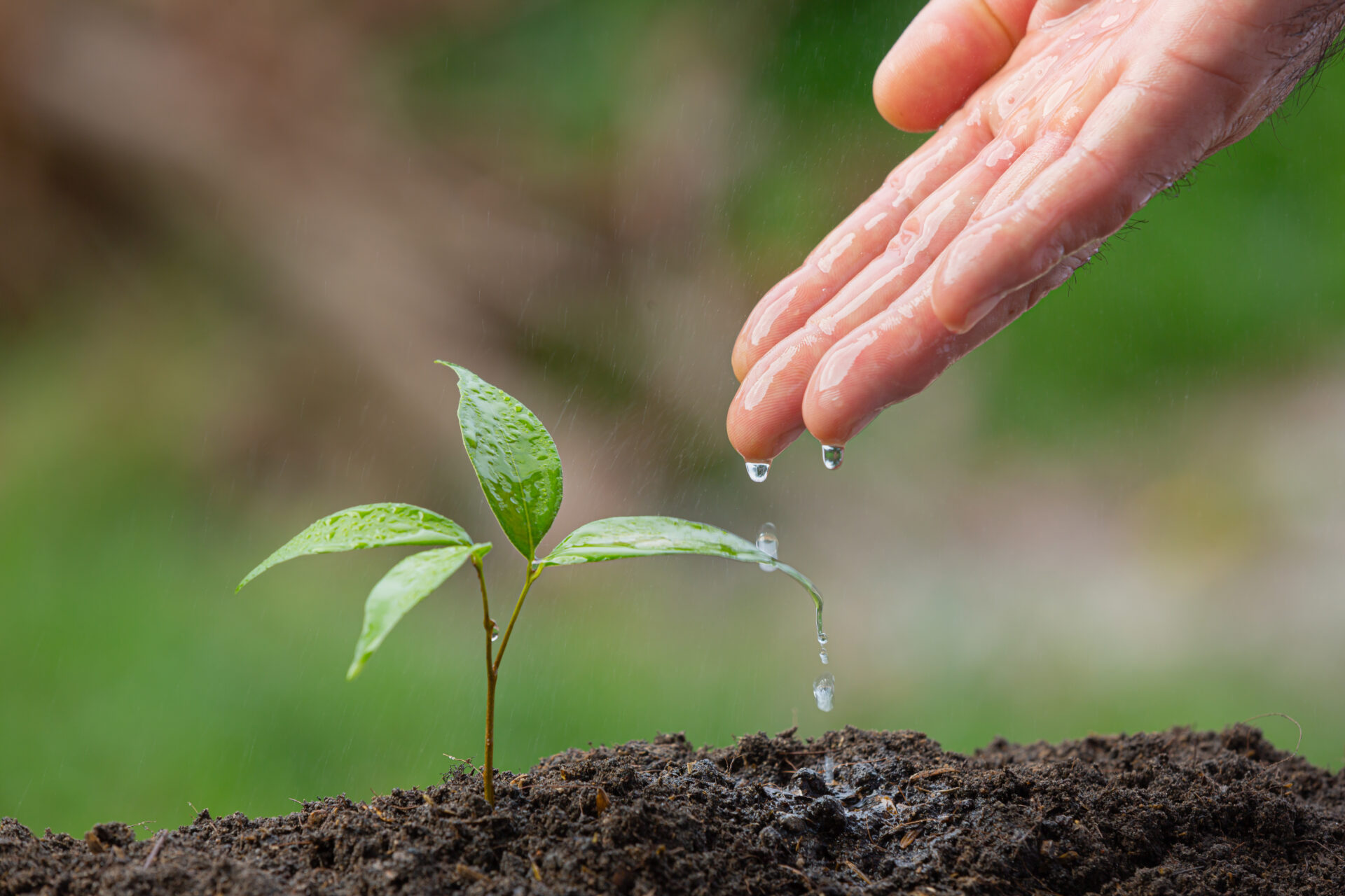 close up picture of hand watering the sapling of the plant