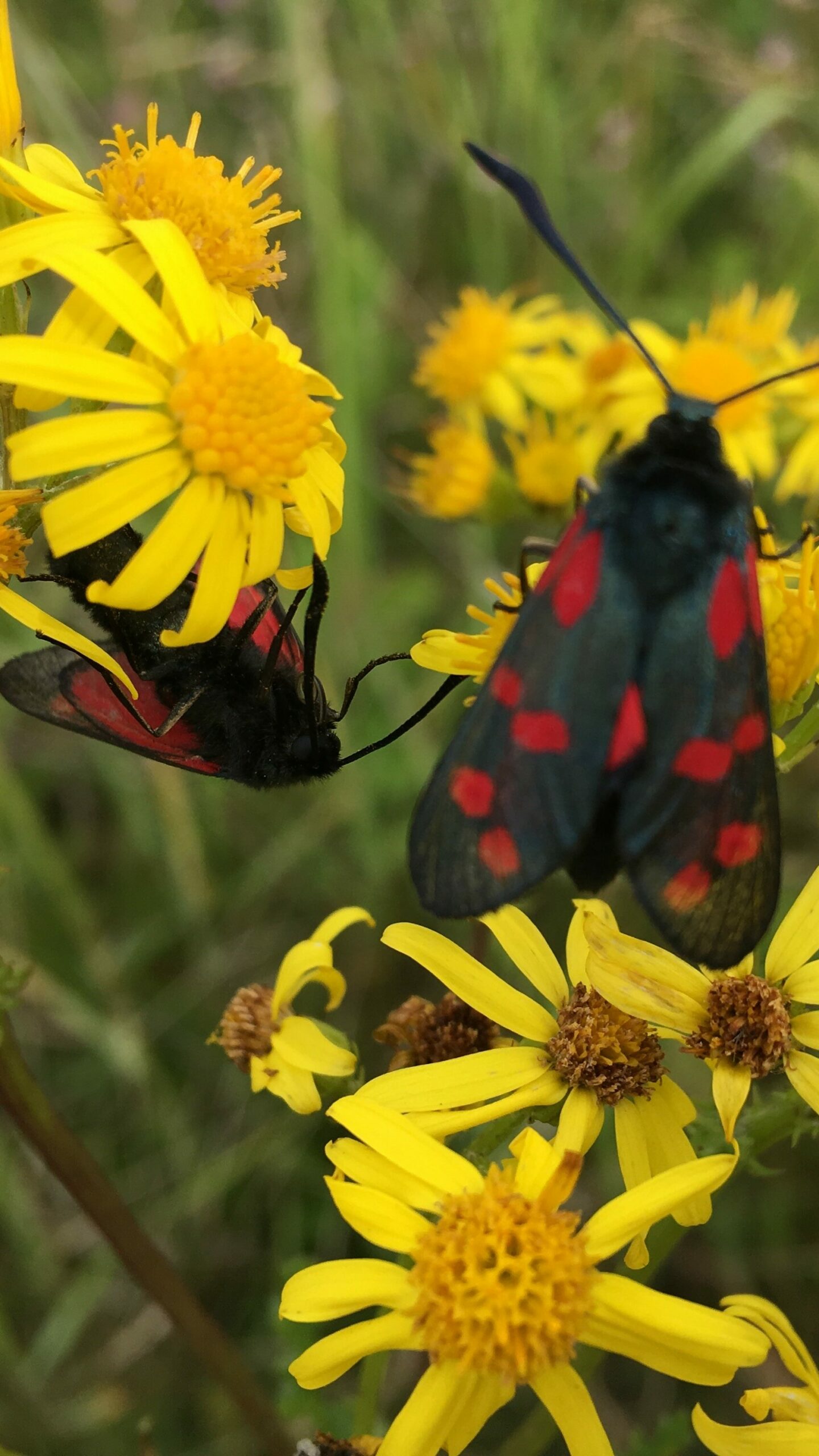 Blomster-til-nettsidesak-sommer-2022-scaled-aspect-ratio-9-16