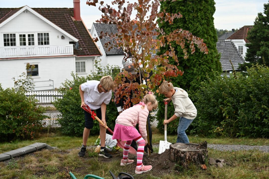 Granly-jubileum - treplanting