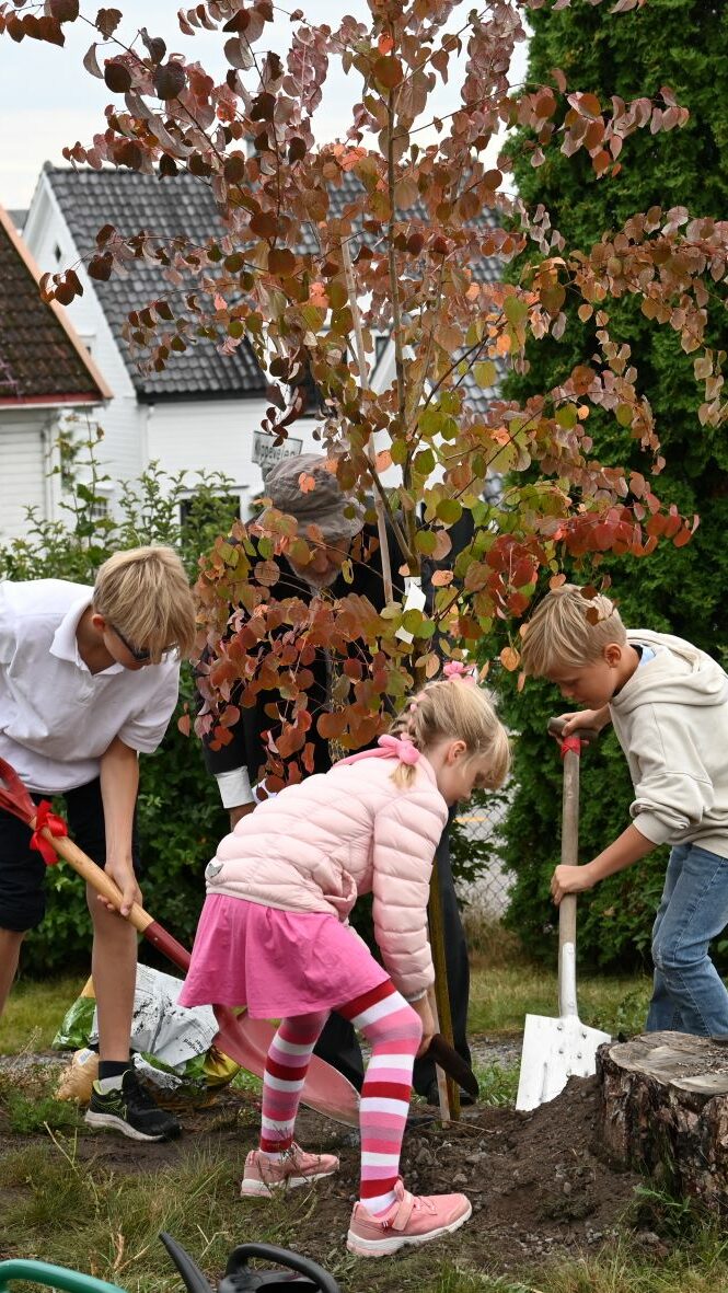 Treplanting-DSC_5515-aspect-ratio-9-16