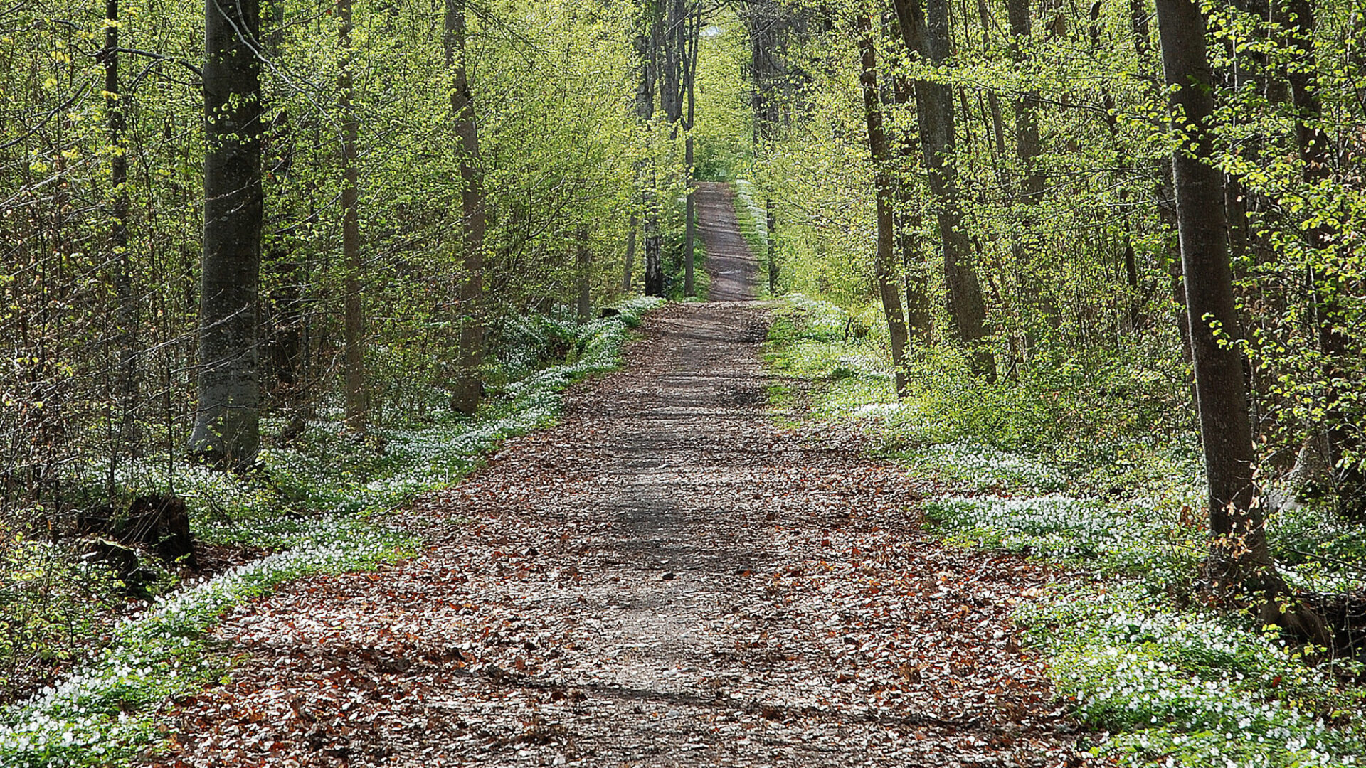 Vei-gjennom-varskogen-av-Tormod-Fredriksen-aspect-ratio-16-9
