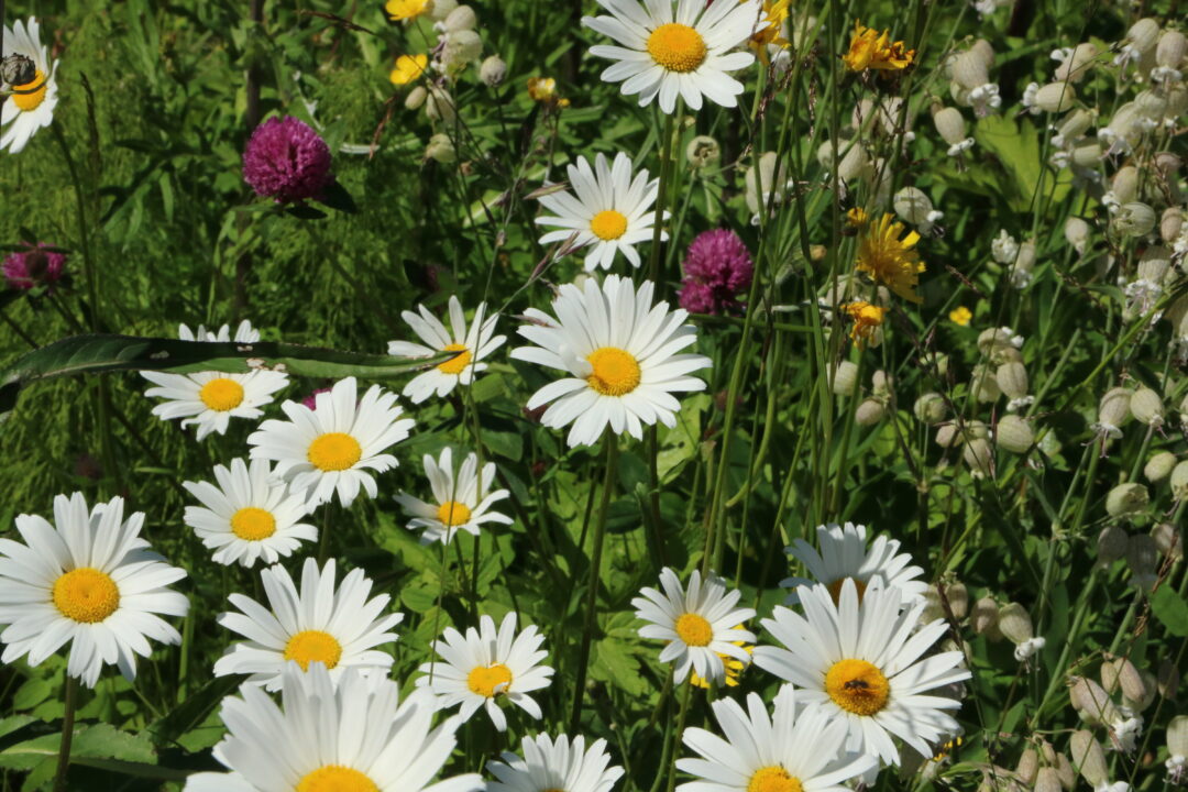 Bilde av blomstereng