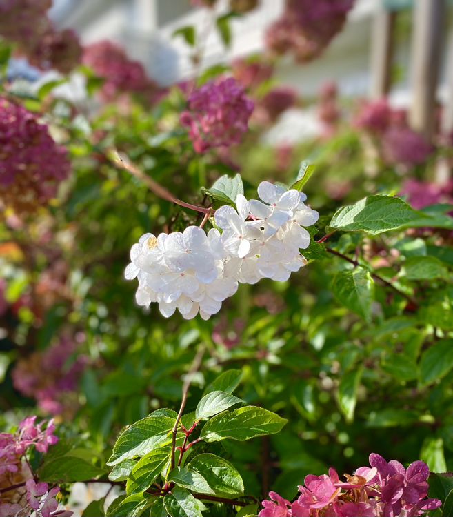 Nærbilde av hvite fruktblomster.