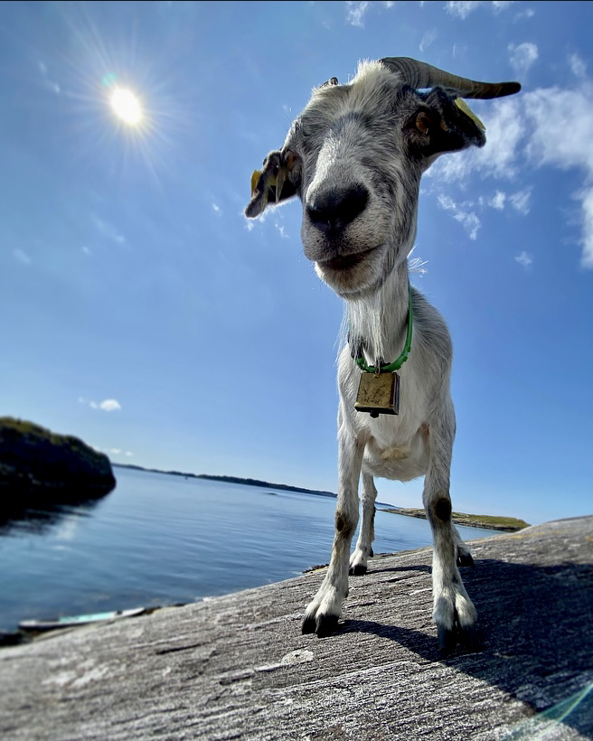 Nærbilde av ei geit på et svaberg.