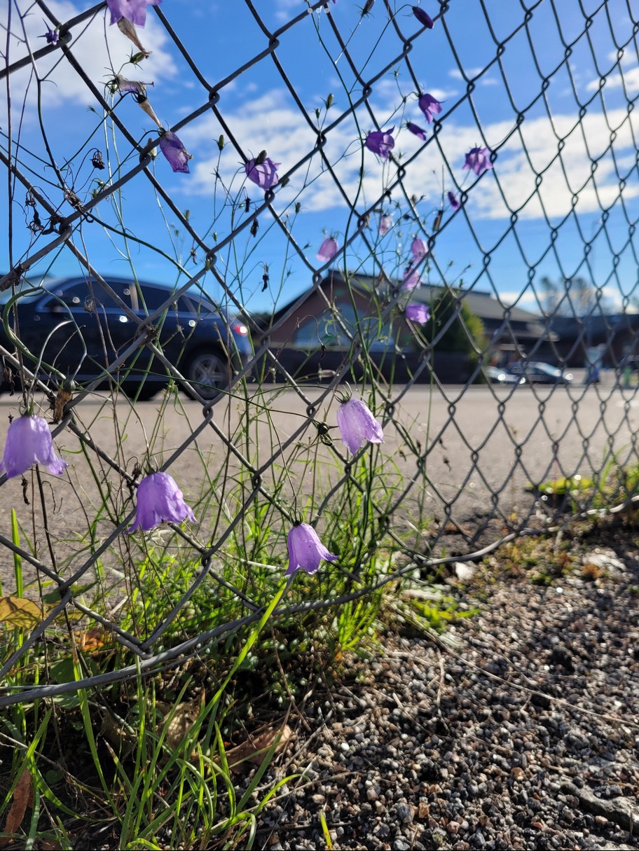 Blåklokker vokser opp av asfalten.