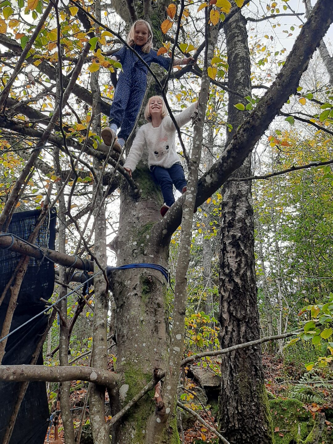 Bilde av to jenter som har klatret opp i et tre.