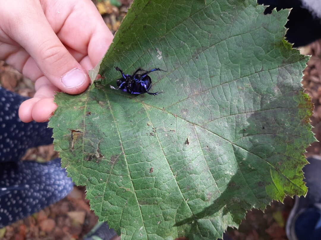 Bilde av en lilla bille på et hasselblad.