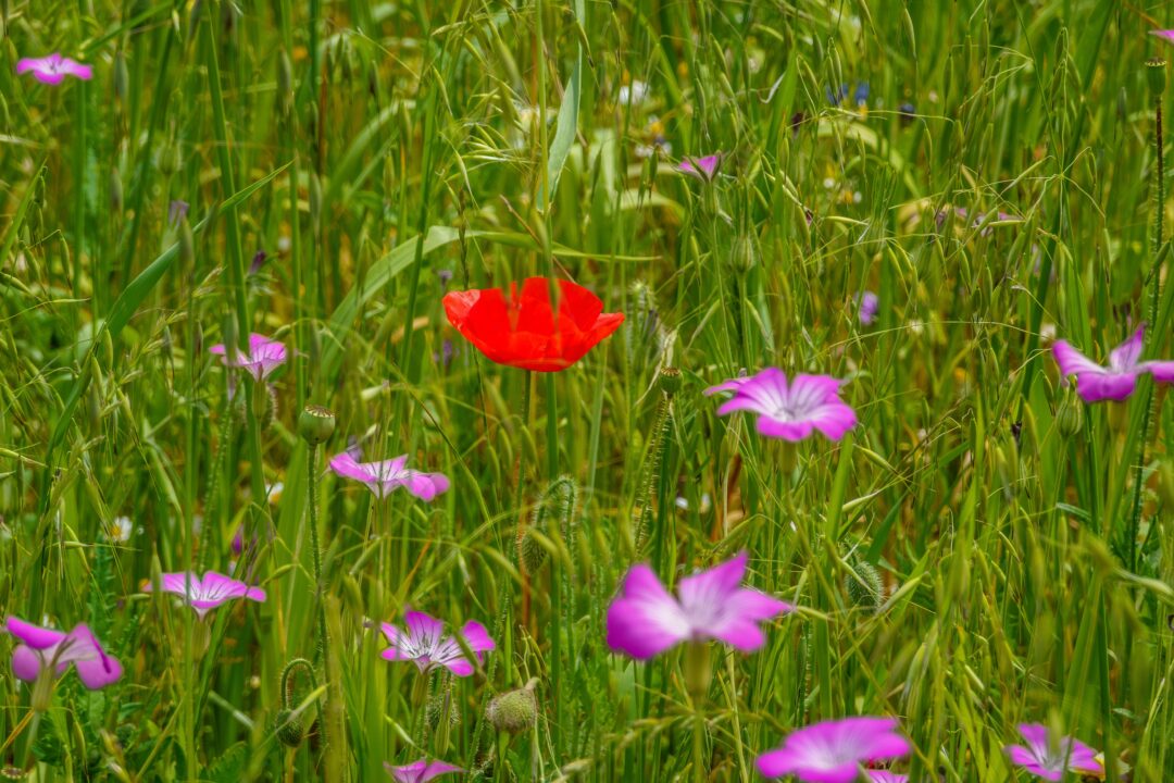 Bilde av blomstereng